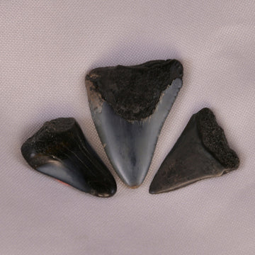 Impressive fossilized Megalodon Shark Tooth, embodying ancient strength and the spirit of a mighty predator.